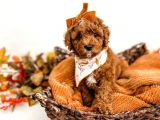 DÜNYA TATLISI RED BROWN TOY POODLE YAVRULARIMIZ