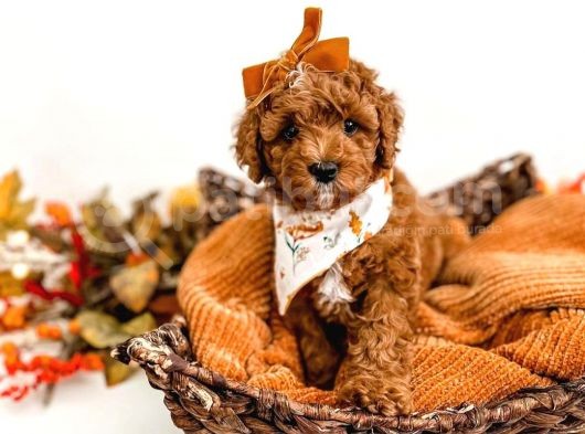 Dünya Tatlisi Red Brown Toy Poodle Yavrularimiz