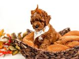 Dünya Tatlisi Red Brown Toy Poodle Yavrularimiz