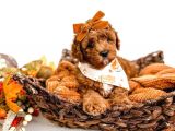 Dünya Tatlisi Red Brown Toy Poodle Yavrularimiz