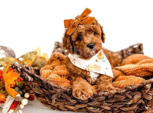 Dünya Tatlisi Red Brown Toy Poodle Yavrularimiz görsel