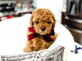 Mutluluk Kaynaği Red Brown Toy Poodle Bebekler