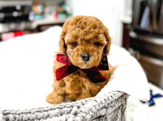 Mutluluk Kaynaği Red Brown Toy Poodle Bebekler görsel