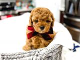 Mutluluk Kaynaği Red Brown Toy Poodle Bebekler