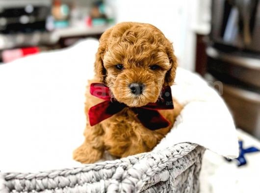 Mutluluk Kaynaği Red Brown Toy Poodle Bebekler görsel