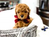 Mutluluk Kaynaği Red Brown Toy Poodle Bebekler