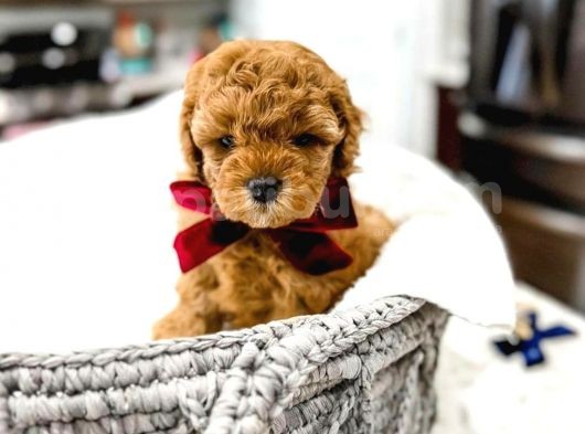 Mutluluk Kaynaği Red Brown Toy Poodle Bebekler görsel