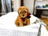 MUTLULUK KAYNAĞI RED BROWN TOY POODLE BEBEKLER