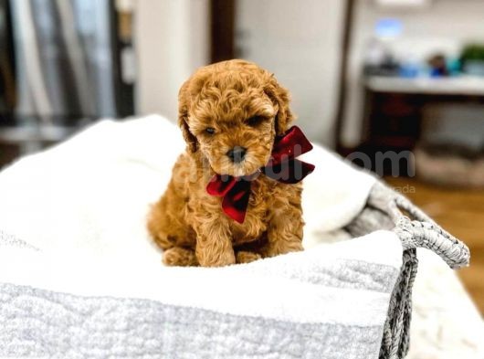 Mutluluk Kaynaği Red Brown Toy Poodle Bebekler