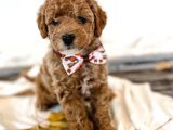 Red Brown Toy Poodle Bebekleri̇mi̇z Hazir