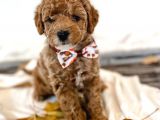 Red Brown Toy Poodle Bebekleri̇mi̇z Hazir
