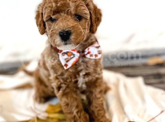 Red Brown Toy Poodle Bebekleri̇mi̇z Hazir görsel
