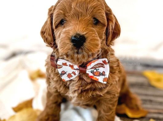 Red Brown Toy Poodle Bebekleri̇mi̇z Hazir görsel