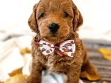 RED BROWN TOY POODLE BEBEKLERİMİZ HAZIR