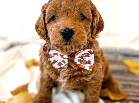 Red Brown Toy Poodle Bebekleri̇mi̇z Hazir