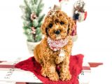 Show Kali̇te Red Brown Toy Poodle Bebekleri̇m