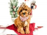 SHOW KALİTE RED BROWN TOY POODLE BEBEKLERİM