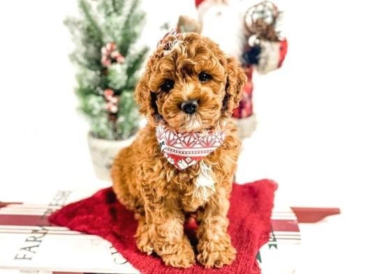 Show Kali̇te Red Brown Toy Poodle Bebekleri̇m
