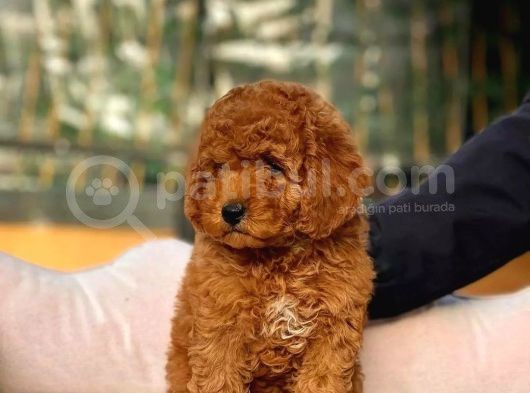 Kore Kani Red Brown Toy Poodle Yavrulari̇mi̇z görsel