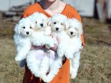 Mini Bichon Aşılı Yavrular