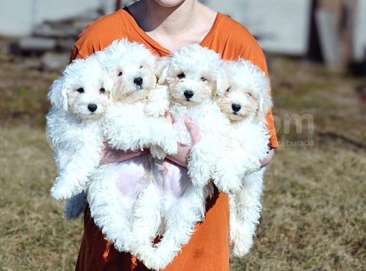 Mini Bichon Aşılı Yavrular