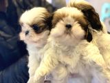 Wc Eğitimli En Güzel Shih_Tzu Yavrularımız
