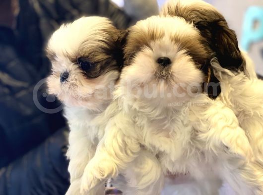 Wc Eğitimli En Güzel Shih_Tzu Yavrularımız görsel