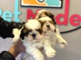 Wc Eğitimli En Güzel Shih_Tzu Yavrularımız