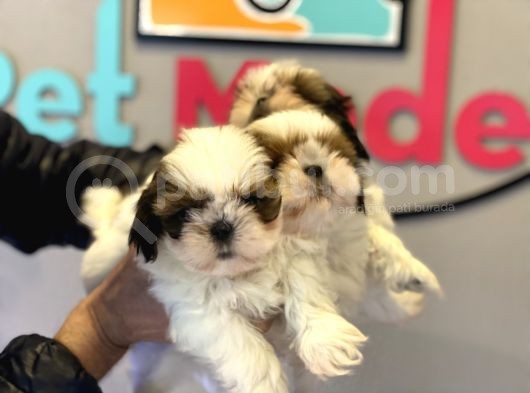 Wc Eğitimli En Güzel Shih_Tzu Yavrularımız görsel
