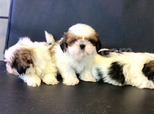 Wc Eğitimli En Güzel Shih_Tzu Yavrularımız görsel