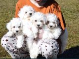 Mini Bichon Aşılı Yavrular