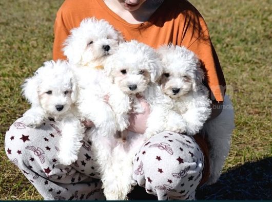 Mini Bichon Aşılı Yavrular görsel