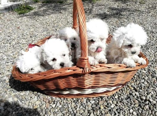 Mini Bichon Aşılı Yavrular görsel