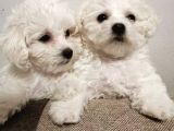 Bichon Güzel Yüzlü Yavrular
