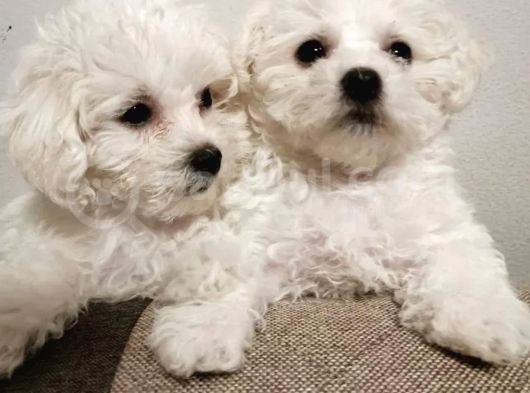 Bichon Güzel Yüzlü Yavrular
