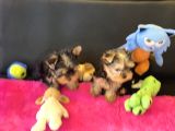 Show Kalite Tea Cup Yorkshire Terrier Yavrularımız