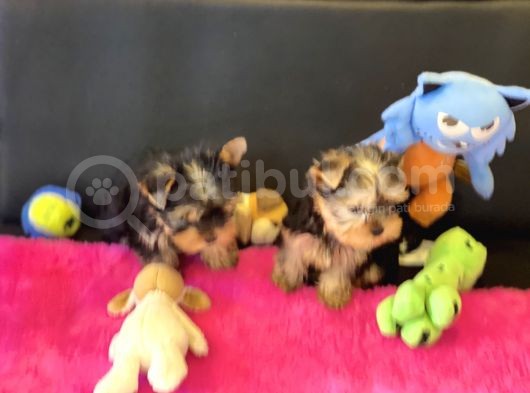 Show Kalite Tea Cup Yorkshire Terrier Yavrularımız görsel