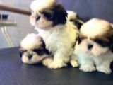 Wc Eğitimli En Güzel Shih_Tzu Yavrularımız