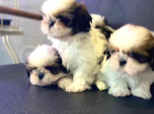Wc Eğitimli En Güzel Shih_Tzu Yavrularımız görsel