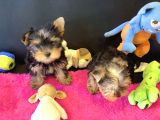 Show Kalite Tea Cup Yorkshire Terrier Yavrularımız