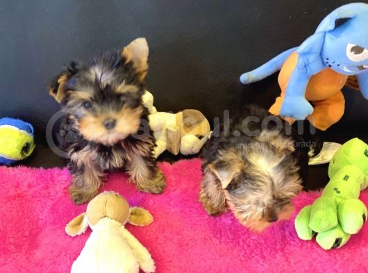 Show Kalite Tea Cup Yorkshire Terrier Yavrularımız görsel