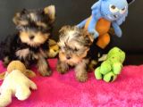 Show Kalite Tea Cup Yorkshire Terrier Yavrularımız