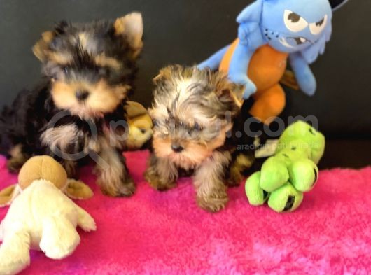 Show Kalite Tea Cup Yorkshire Terrier Yavrularımız görsel