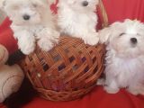 Maltese Mini Boy Yavrular