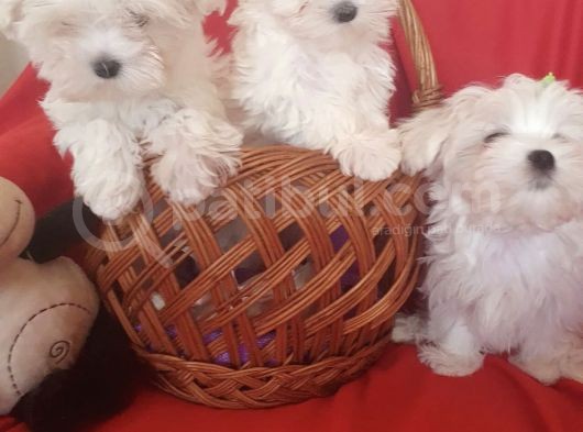 Maltese Mini Boy Yavrular