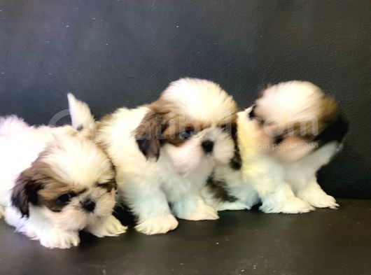 Wc Eğitimli En Güzel Shih_Tzu Yavrularımız