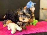 Show Kalite Tea Cup Yorkshire Terrier Yavrularımız