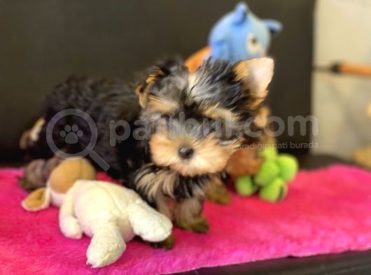 Show Kalite Tea Cup Yorkshire Terrier Yavrularımız görsel