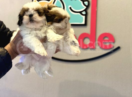 Wc Eğitimli En Güzel Shih_Tzu Yavrularımız görsel