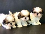 Wc Eğitimli En Güzel Shih_Tzu Yavrularımız
